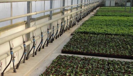 Root-zone heating next to plants growing in a greenhouse.